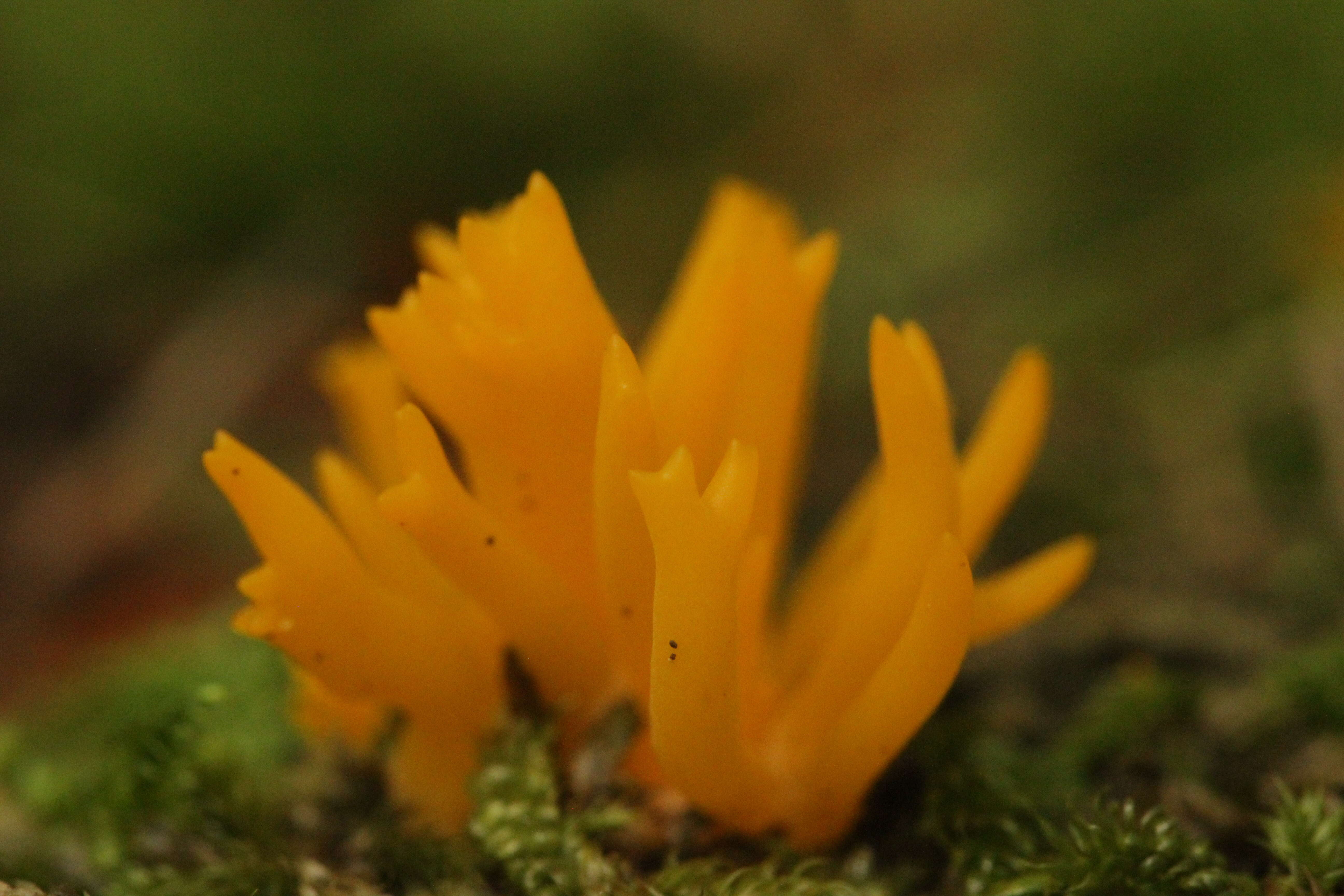 Imagem de Calocera viscosa (Pers.) Fr. 1821