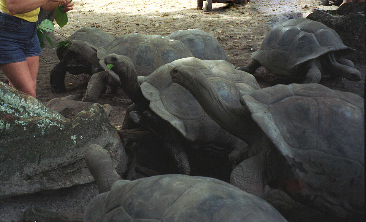 Image de Aldabrachelys gigantea hololissa (Günther 1877)