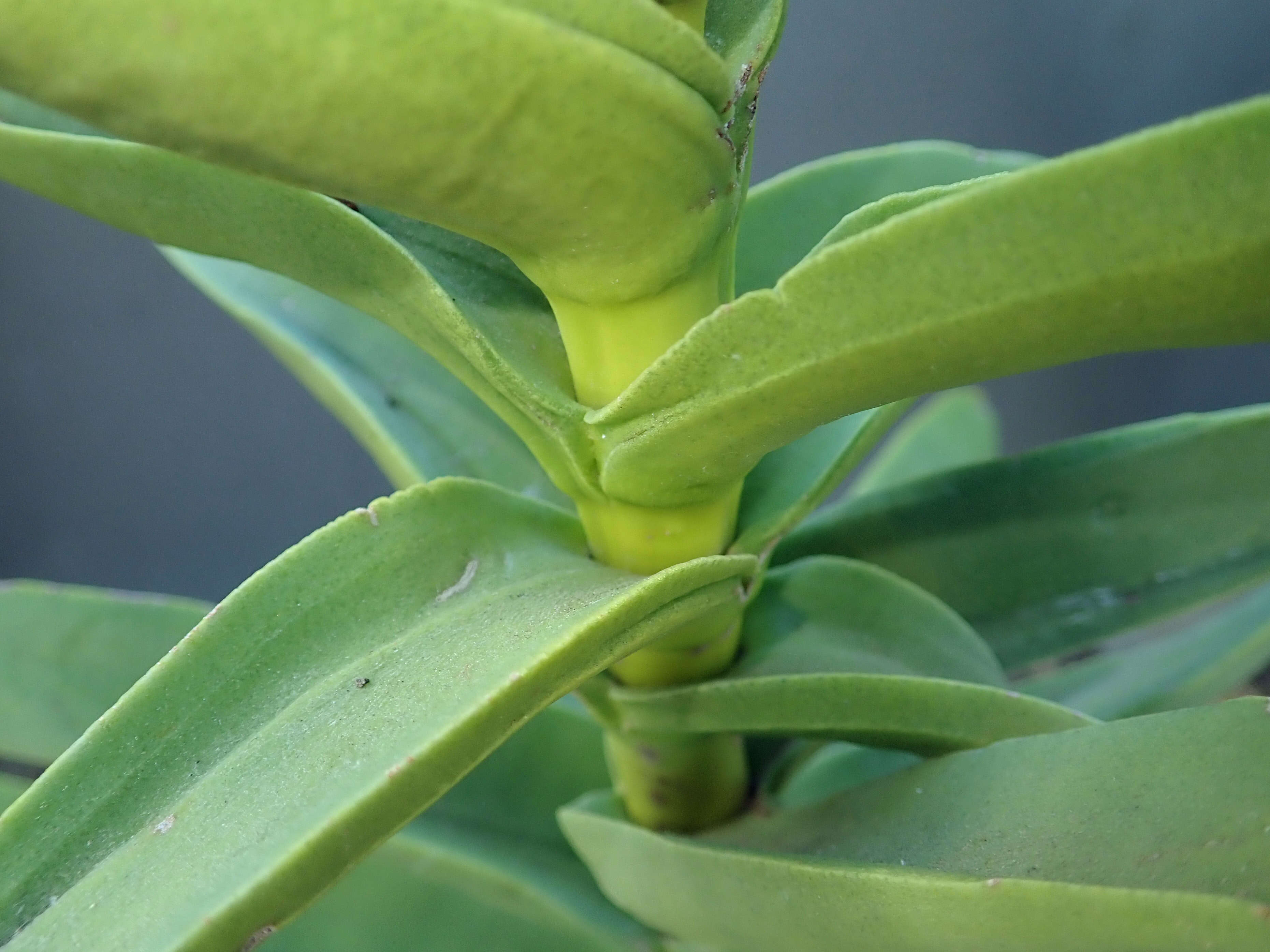 Image of Crassula perfoliata var. minor (Haw.) Rowley