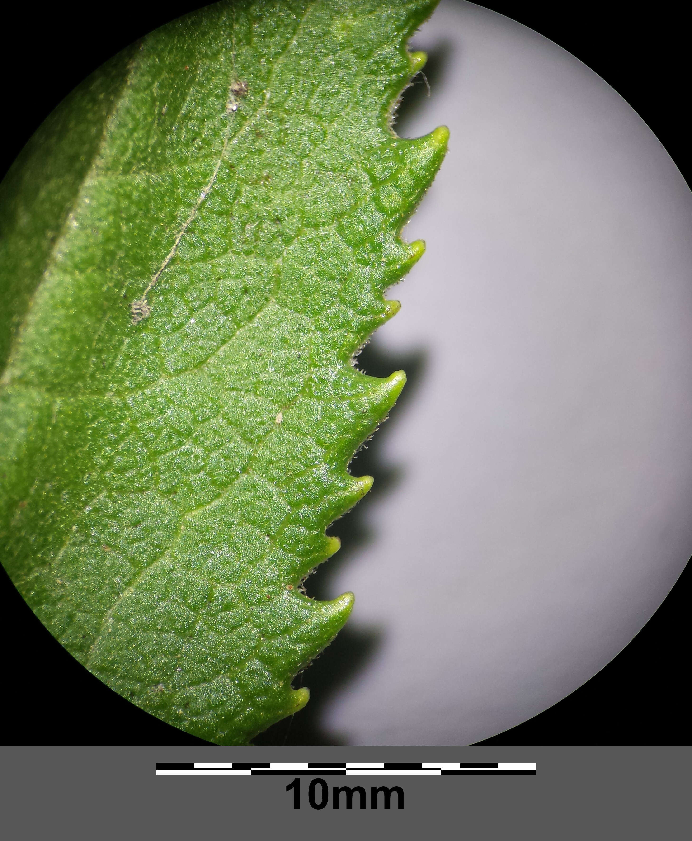 Image of Senecio sarracenicus L.