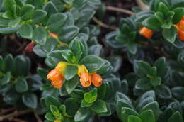 Image of Nematanthus gregarius D. L. Denham