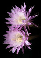 Image of Echinopsis oxygona