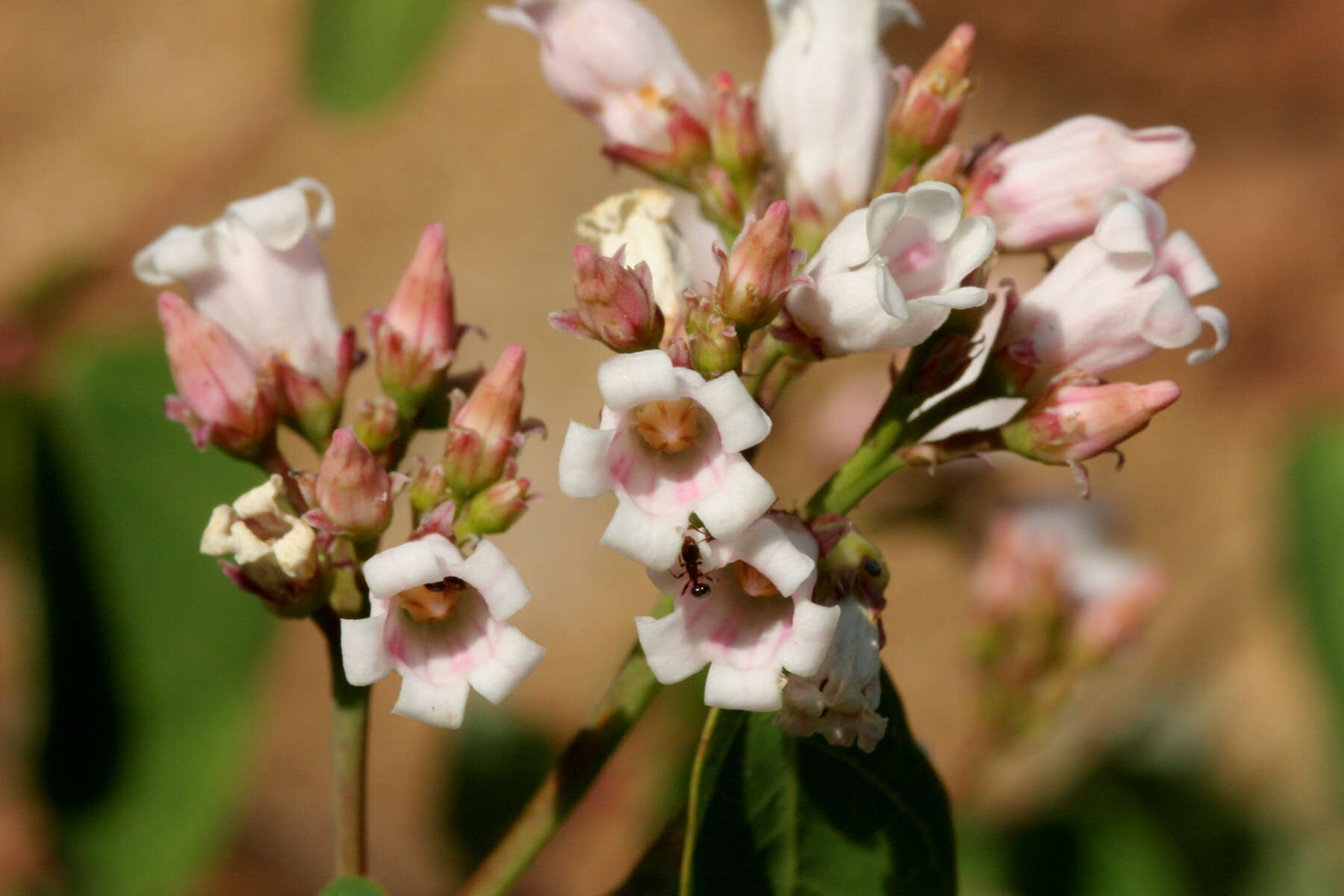 Image of flytrap dogbane