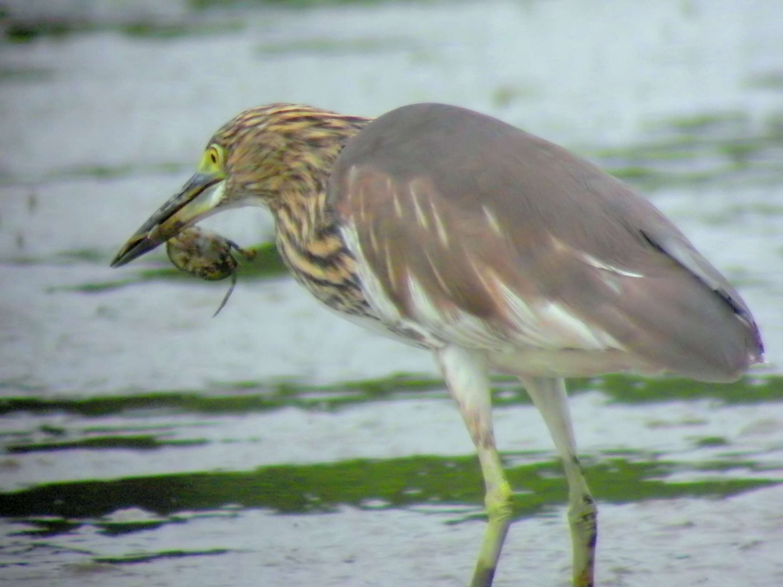 Image of Chinese Pond Heron