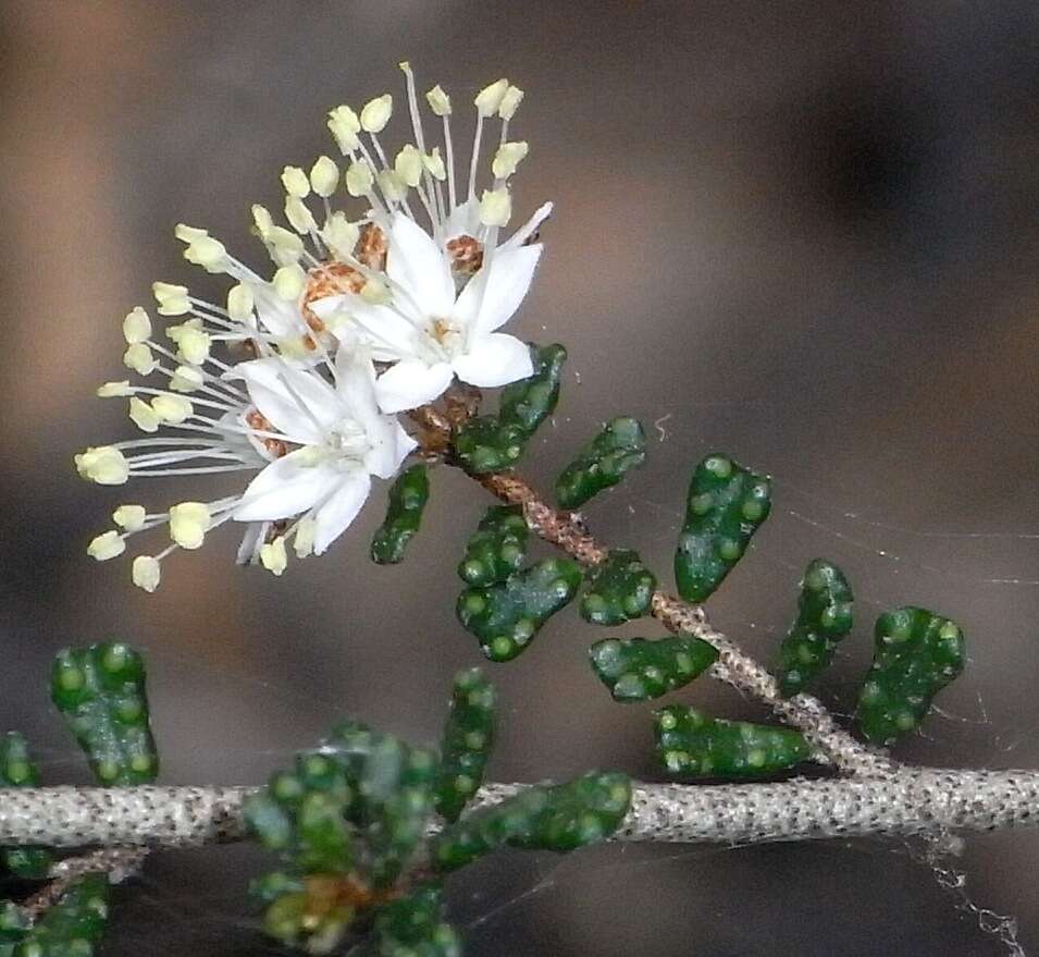 Image of Phebalium festivum Paul G. Wilson