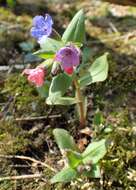 Image of Pulmonaria obscura Dumort.