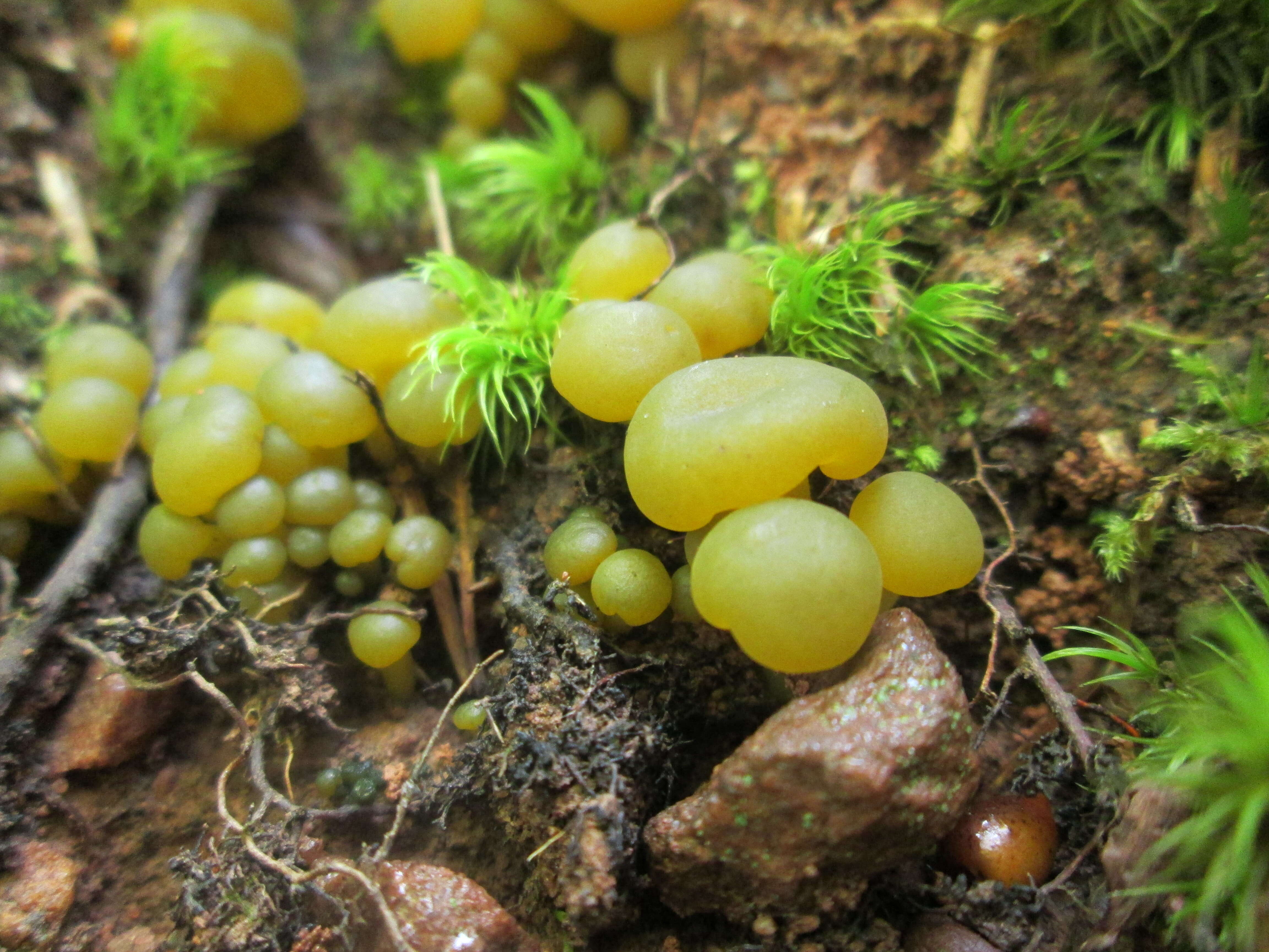 Image of Leotia lubrica (Scop.) Pers. 1797