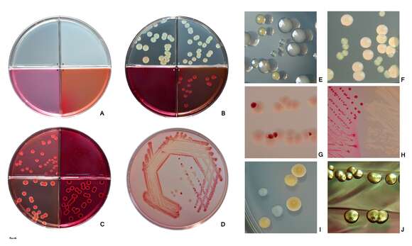 Imagem de Pseudomonas aeruginosa