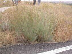 Imagem de Schizachyrium scoparium (Michx.) Nash