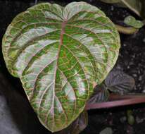 Fittonia gigantea Linden resmi