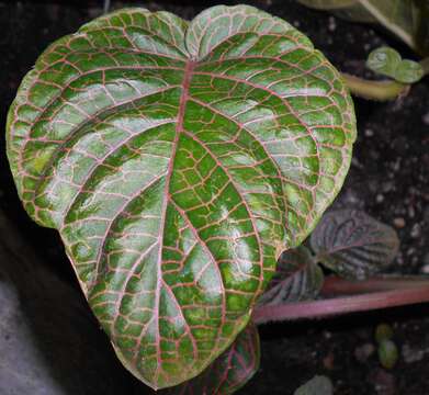 صورة Fittonia gigantea Linden