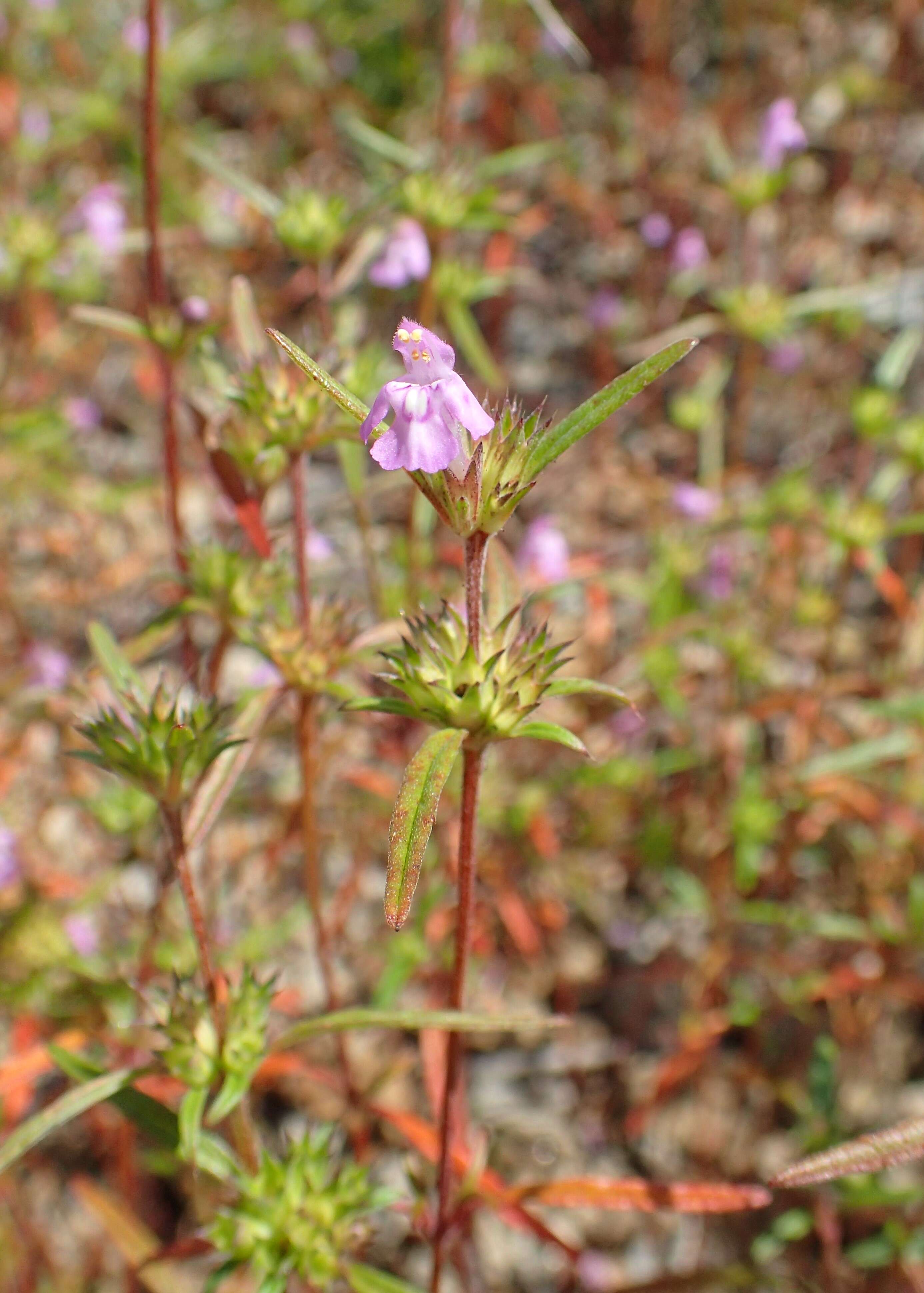 Image of Red hemp-nettle