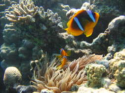 Image of Clownfish