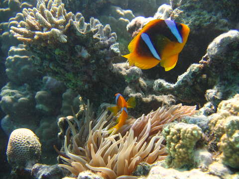 Image of Clownfish