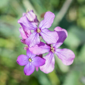 緞花的圖片