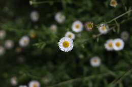 Image of Daisy