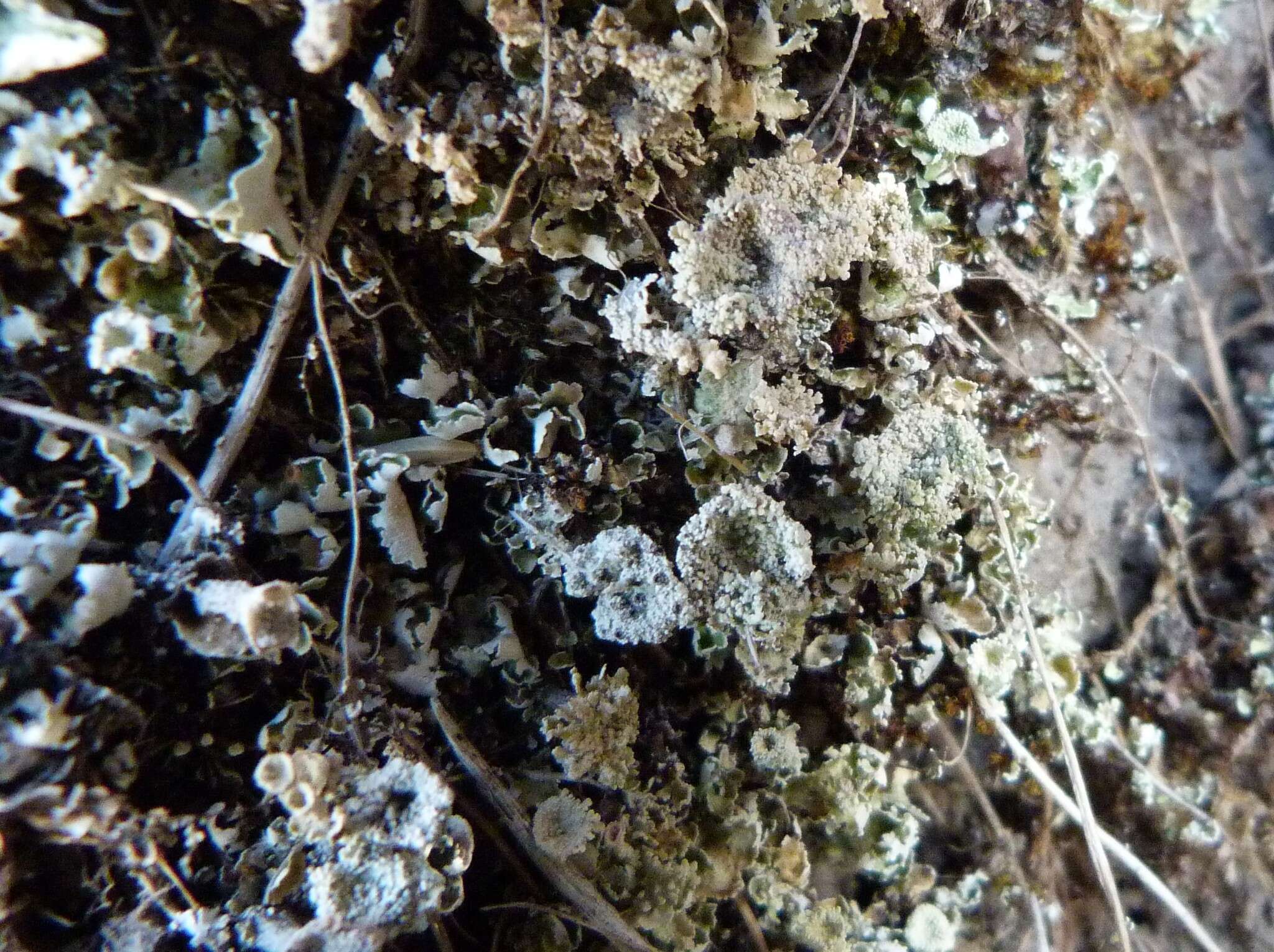 Image of cup lichen