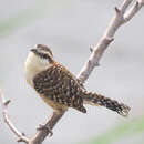 Image of Sclater's Wren