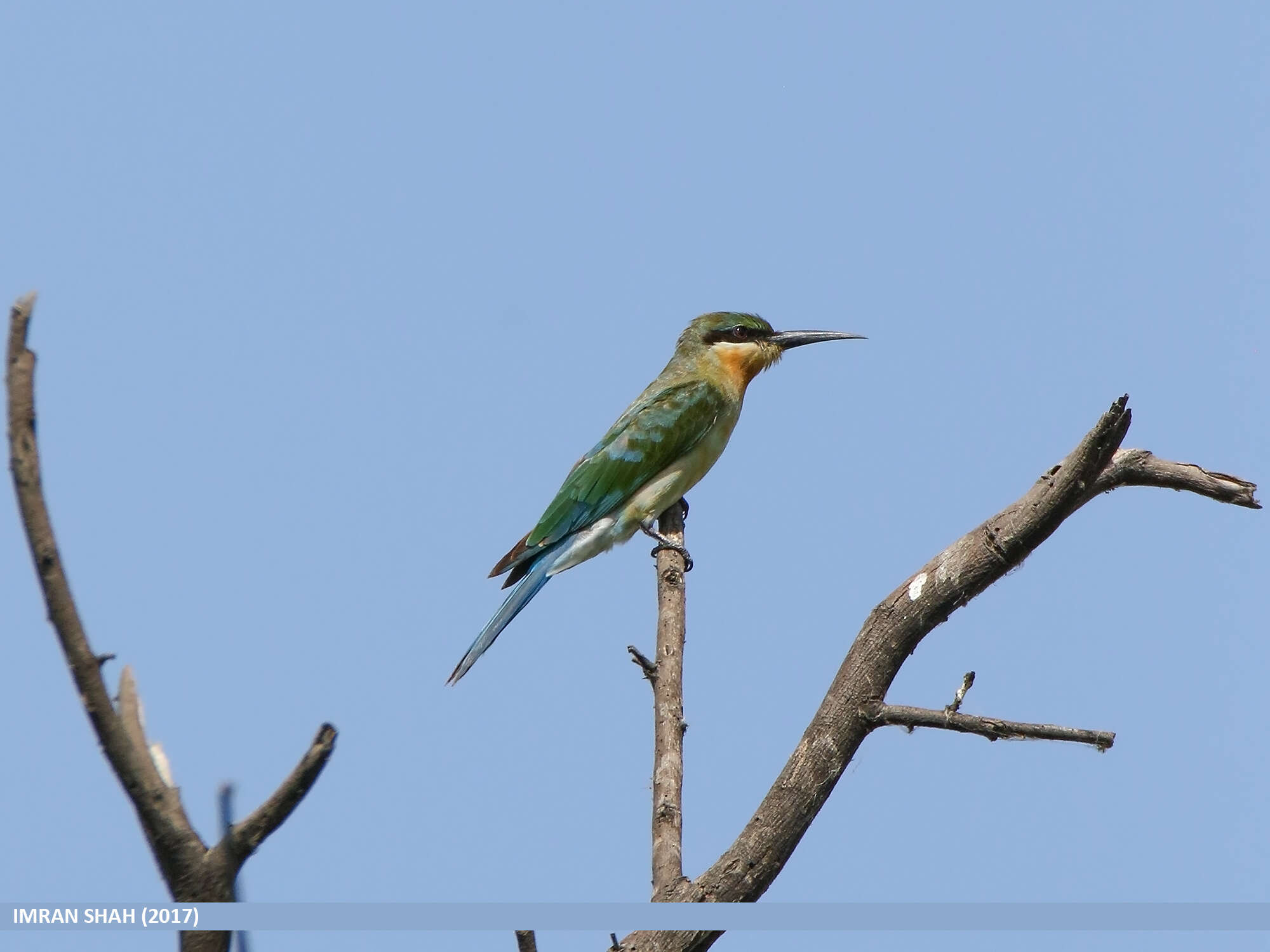 Image of Blue-tailed Bee-eater