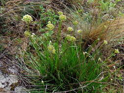 Image of Allium flavescens Besser