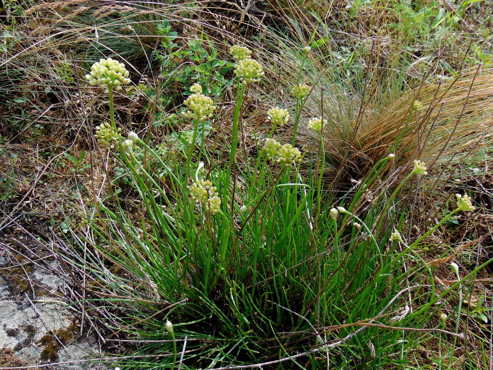 Image of Allium flavescens Besser