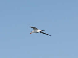 Image of Lesser Crested Tern