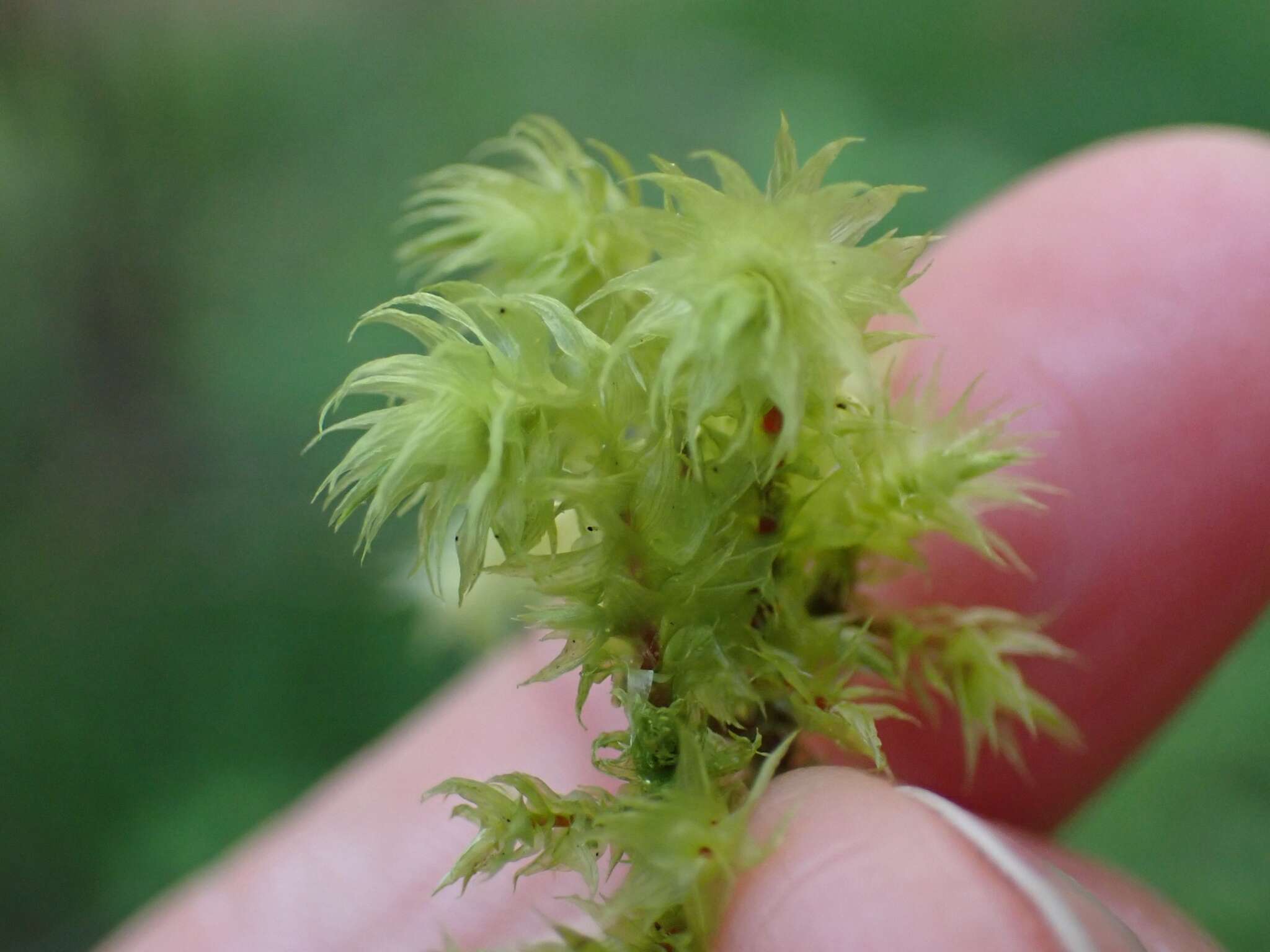 Image of Electrified Cat's Tail Moss