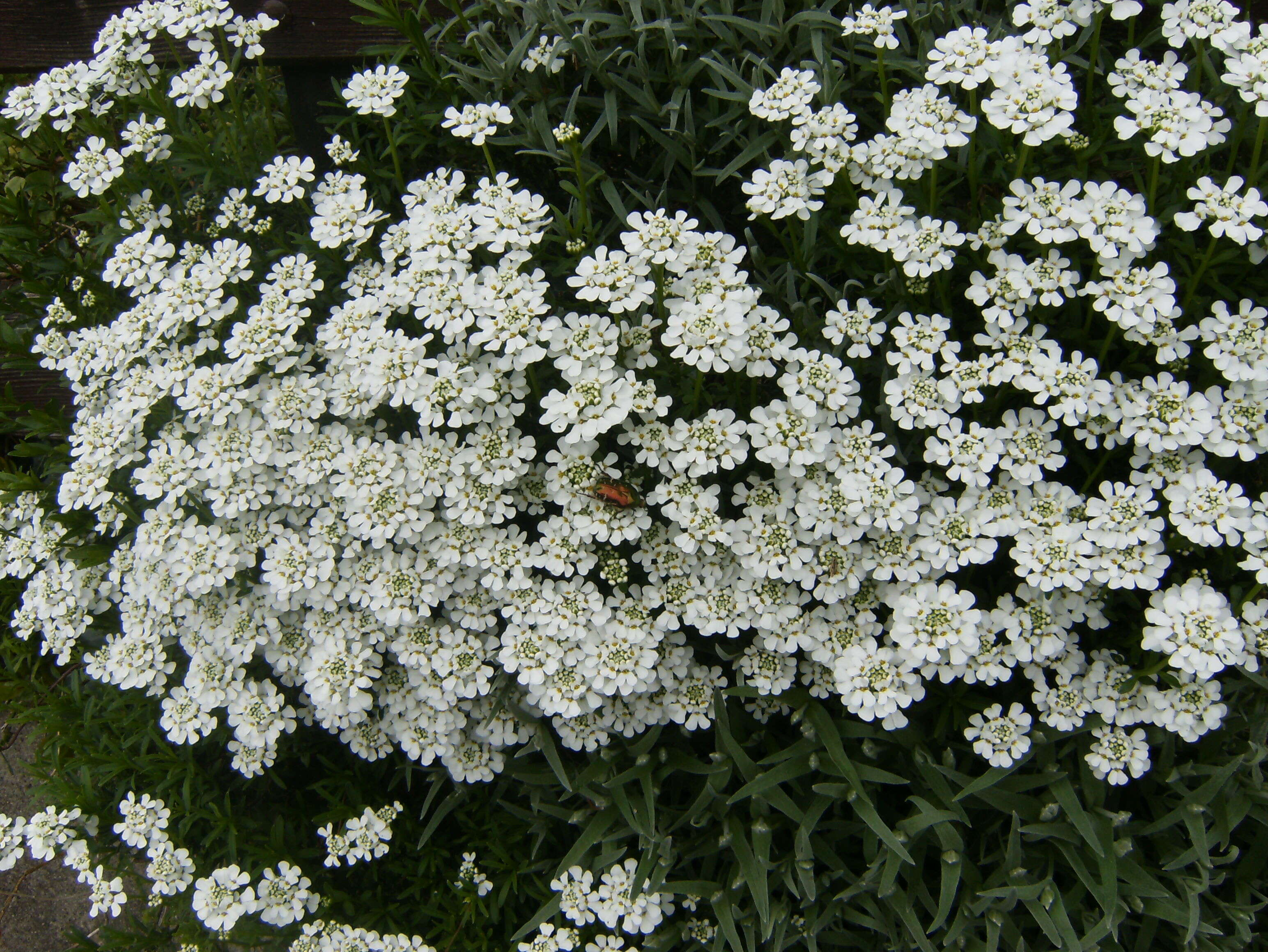 Plancia ëd Iberis sempervirens L.