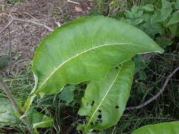 Image of Elecampane