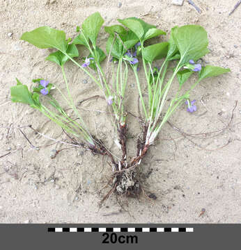 Слика од Viola mirabilis L.