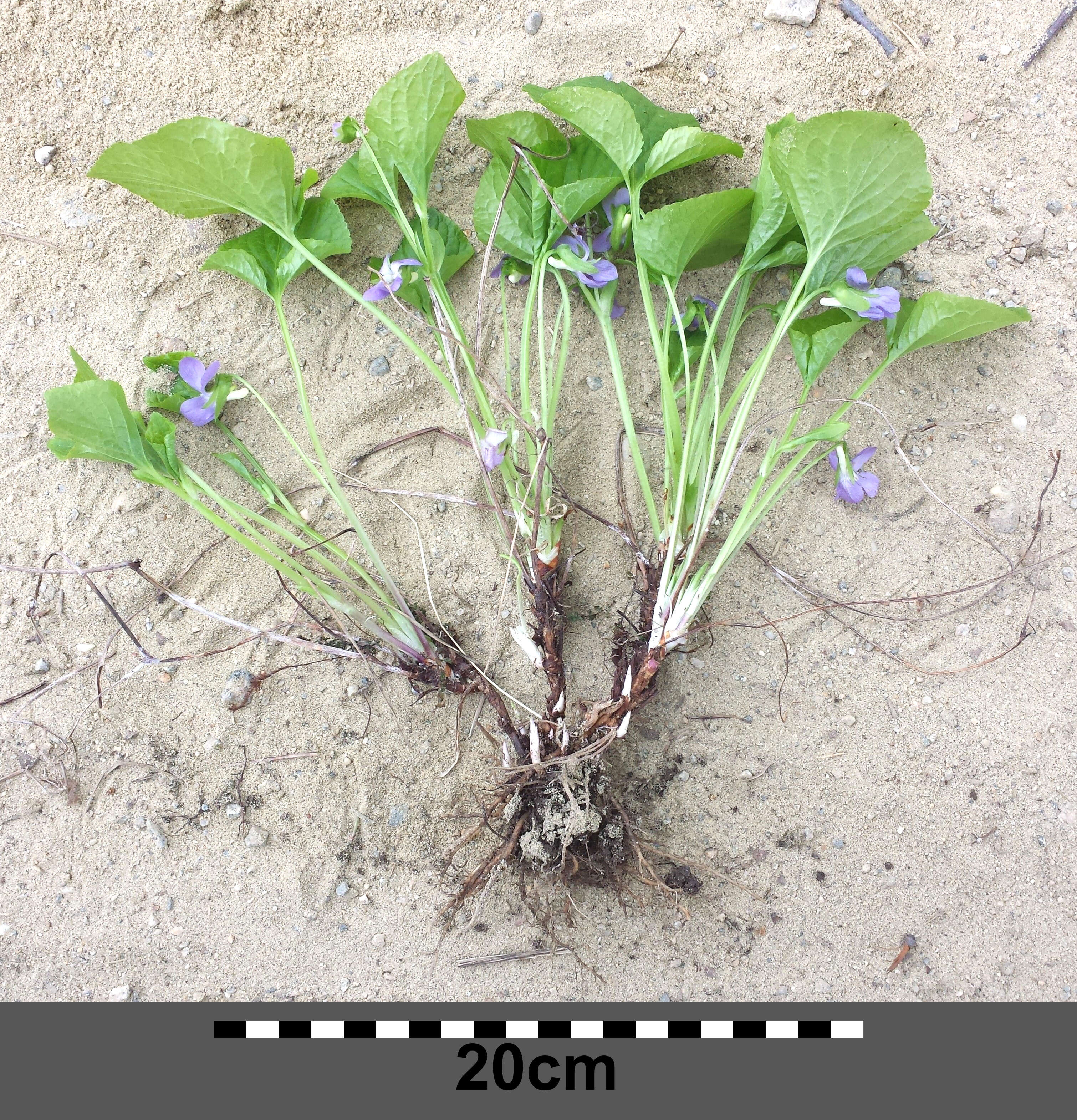 Слика од Viola mirabilis L.