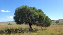 Image of Tapia tree