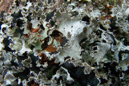 Image of ragged lichen