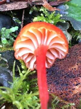 Image de Hygrocybe miniata (Fr.) P. Kumm. 1871