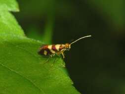 Image of Micropterix tuscaniensis Heath 1960