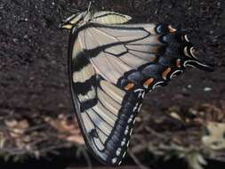 Image of Eastern Tiger Swallowtail