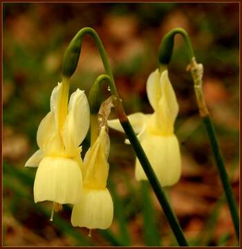 Image of Narcissus cernuus