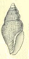 Image of Mitromorpha gemmata Suter 1908