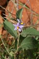 Image de Solanum campylacanthum Hochst. ex A. Rich.