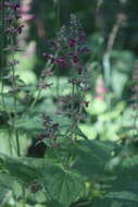 Image of hedge nettle