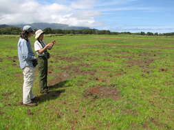 Image of Grass-Like Fimbristylis