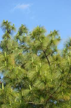 Image of Cheer pine