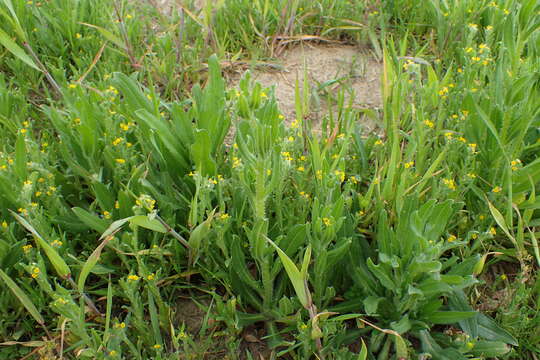 Image of Amsinckia calycina (Moris) Chater