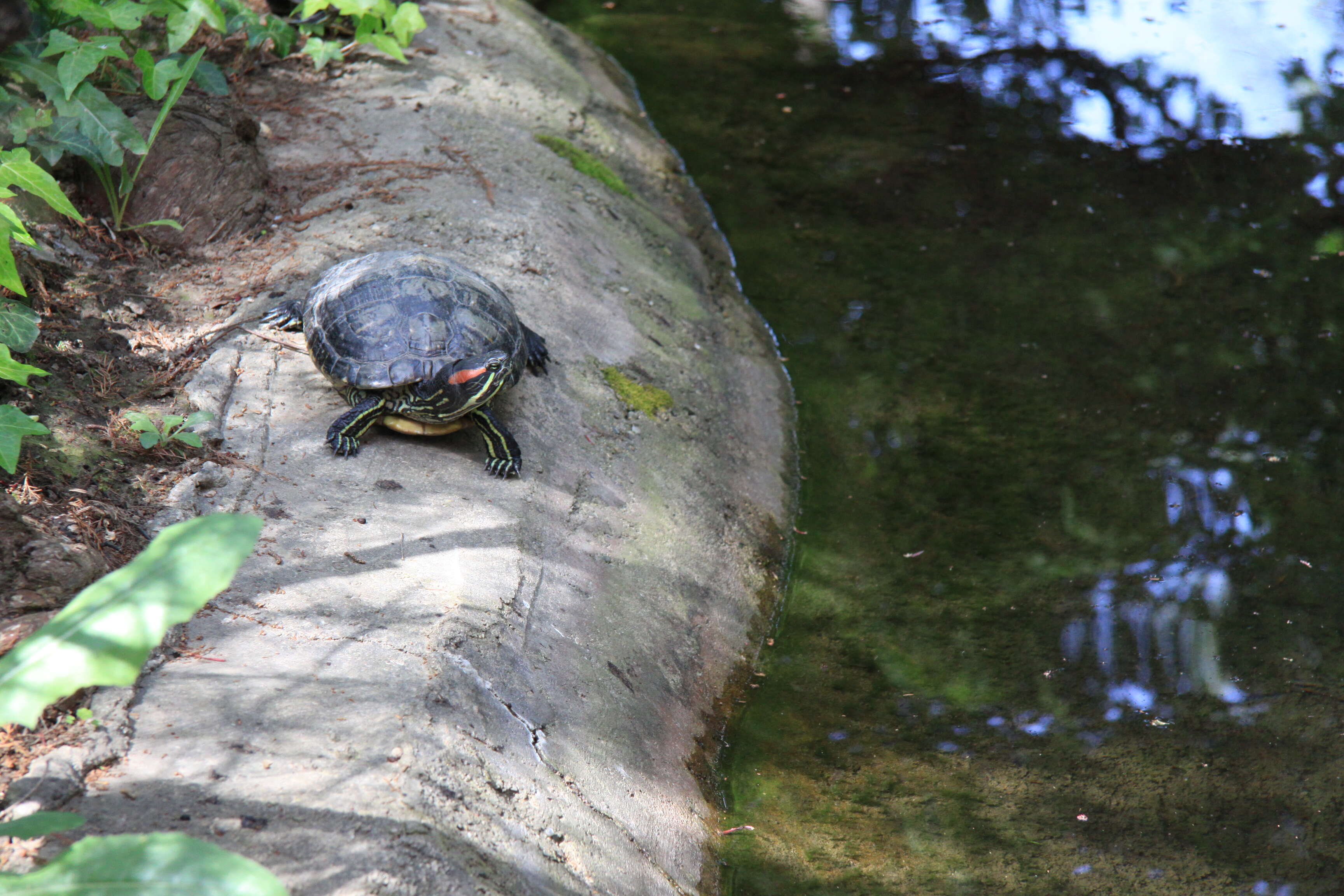 Image of slider turtle, red-eared terrapin, red-eared slider