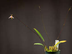 Image of Bulbophyllum andreeae A. D. Hawkes