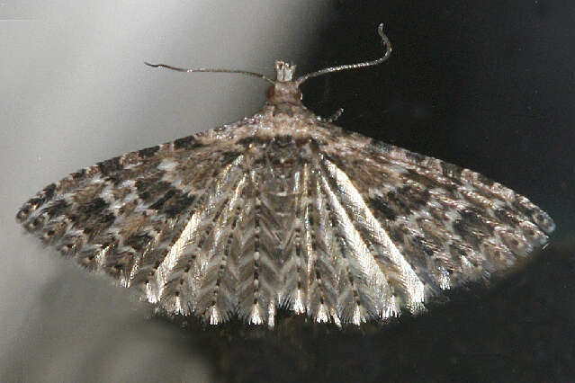 Image of Montana Six-plume Moth