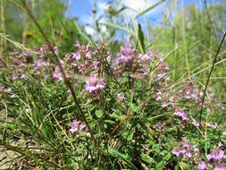 Image of breckland thyme