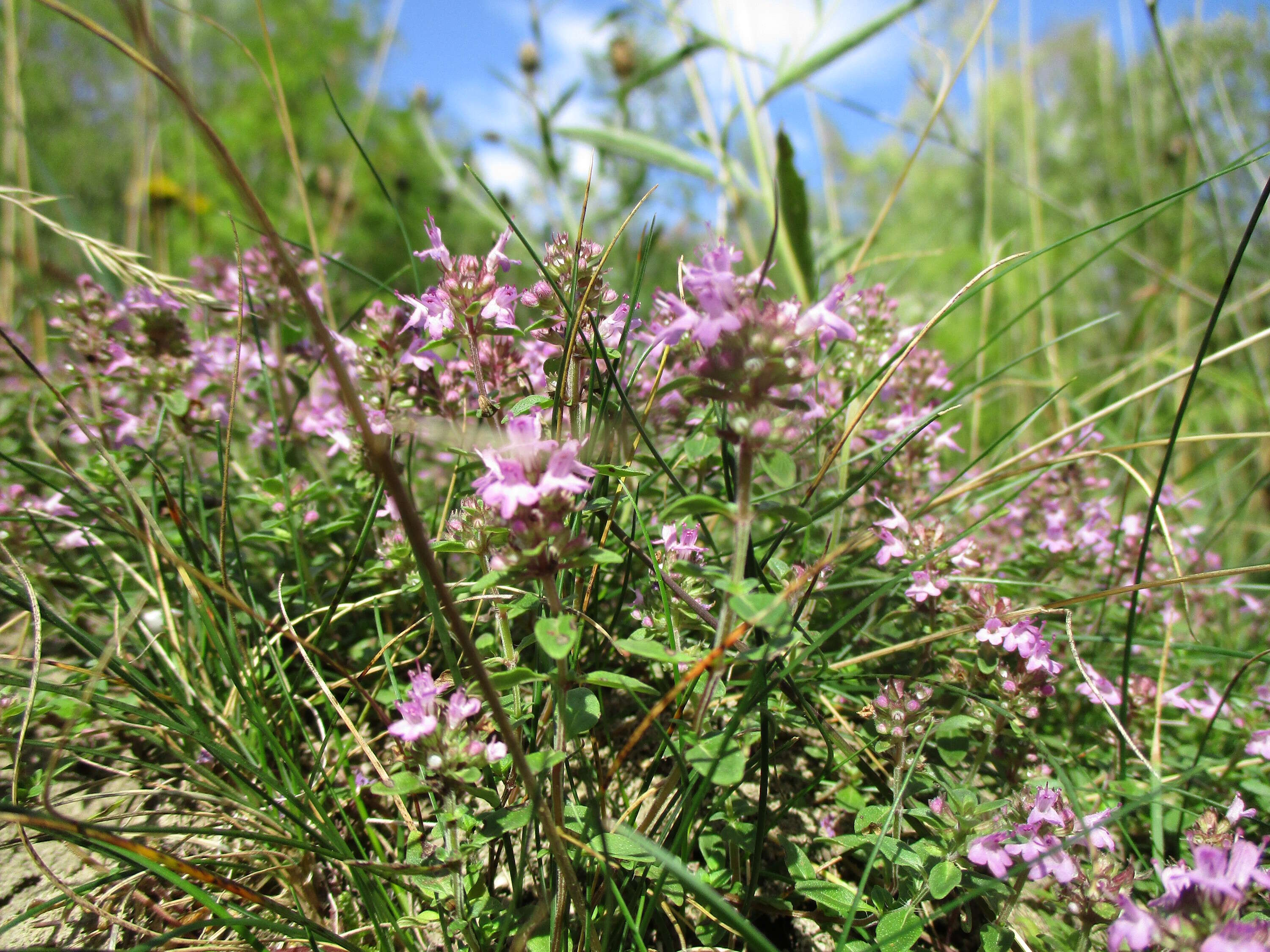 Image of breckland thyme