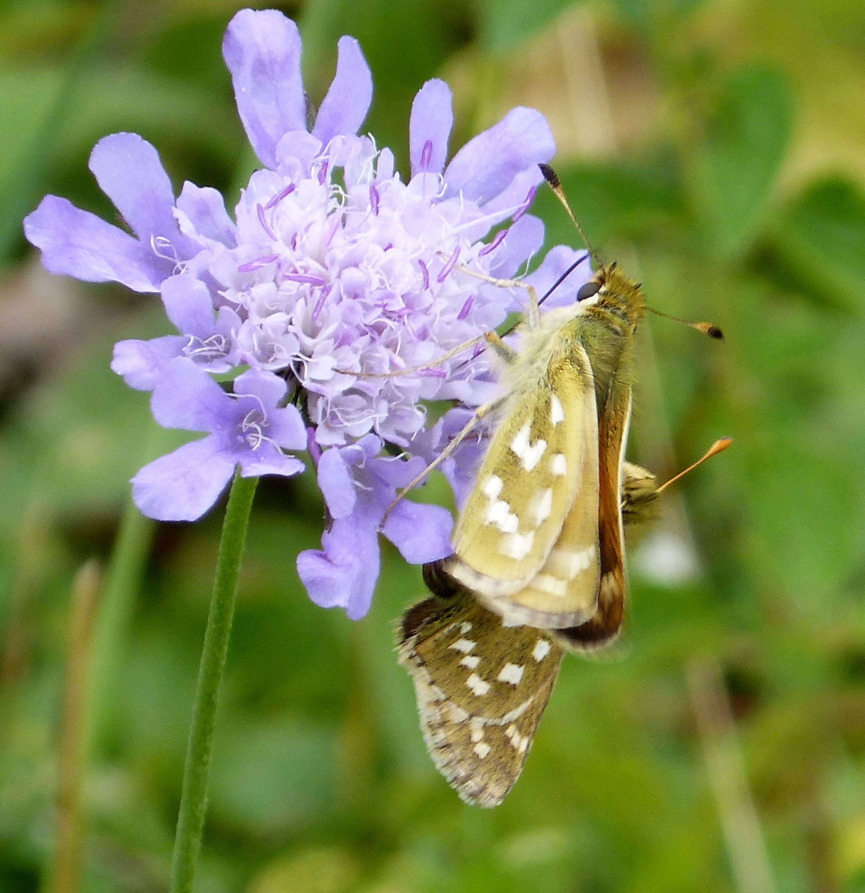 Image of Common Branded Skipper