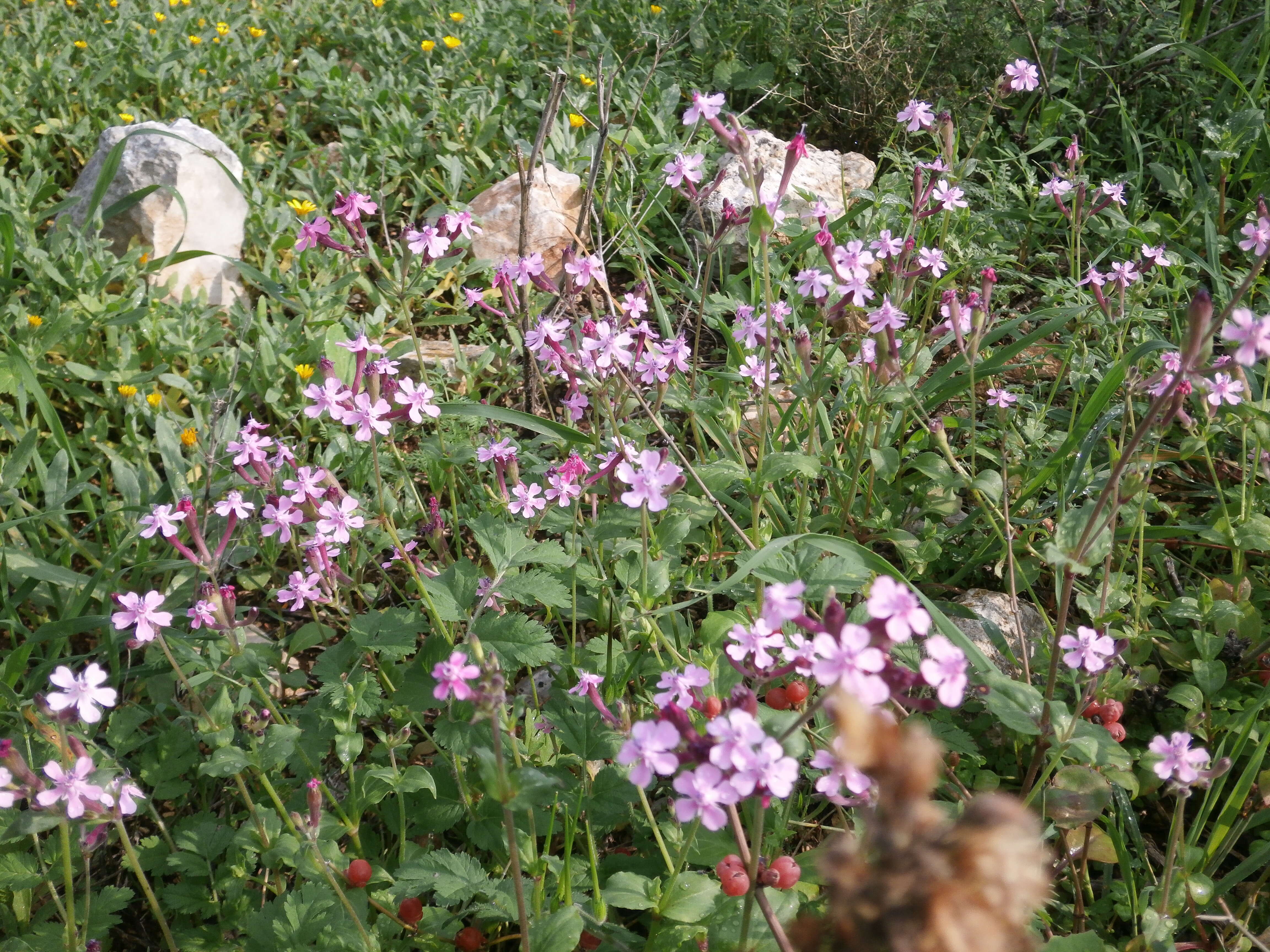 Silene aegyptiaca (L.) L. fil.的圖片